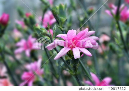 Carnation flower Carnation flower 40017812