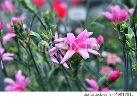 Carnation flower Carnation flower 40017813