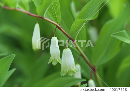 Amadokoro Amadokoro 40017838