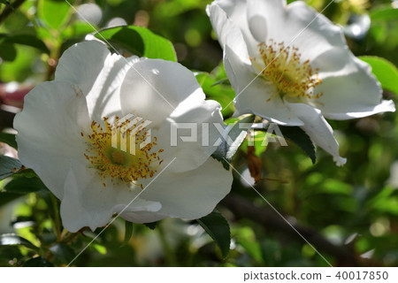 Rose (Nani Waibara) Rose (Nani Waibara) 40017850
