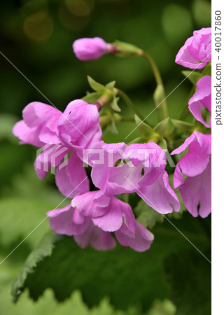 報春花(Kintsu Hime) 報春花(Kintsu Hime) 40017860