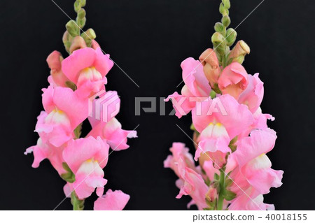 Fragrance of goldfish 40018155