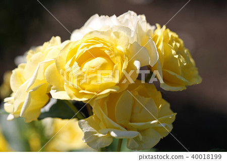 Lemon yellow is a beautiful rose 40018199