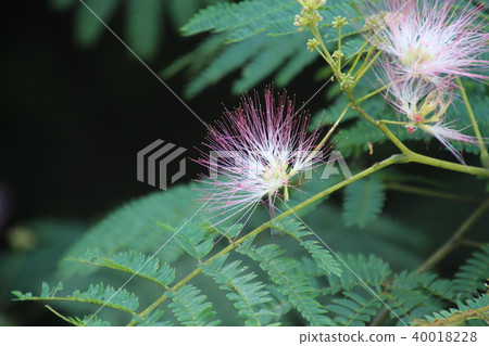 Nemunoki花 Nemunoki花 40018228