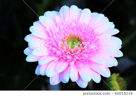 Margaret flowers 40018234