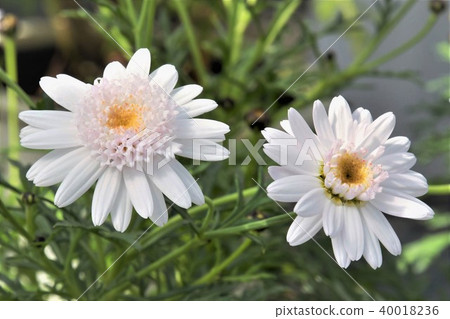 Margaret flowers 40018236