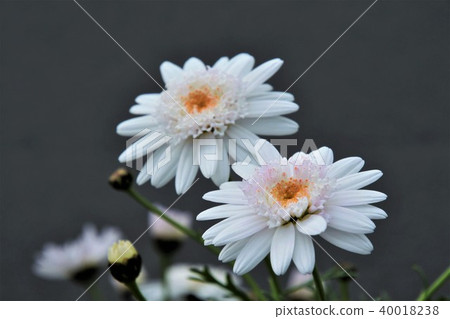 Margaret flowers 40018238