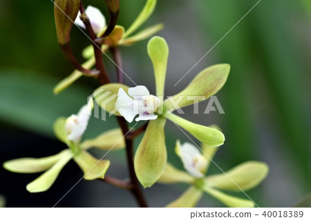 蘭花花 蘭花花 40018389