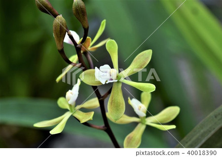 蘭花花 40018390