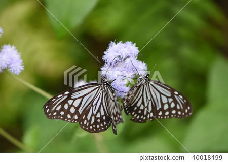 Painted rabbitfish Painted rabbitfish 40018499