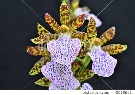 Orchid flower Orchid flower 40018691