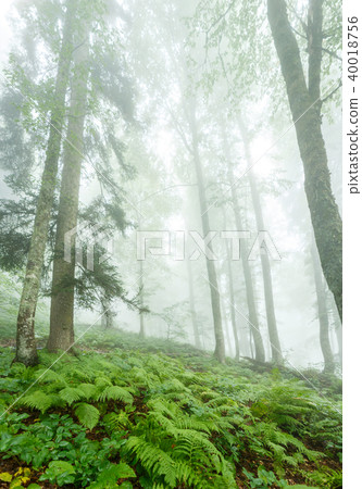 Picture of foggy forest with trees 40018756