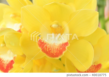 蘭花花 40018775