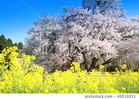 A cherry tree in one row 40018855