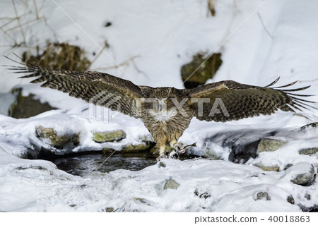 Shimous owl 40018863