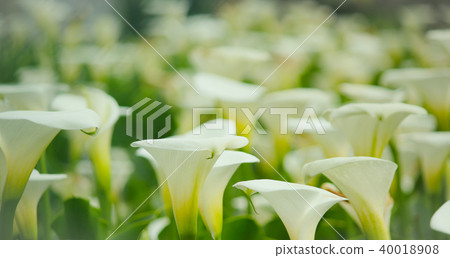 台灣，湖，紫菜，花季，白色，花蕾 40018908