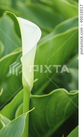 台灣,湖,紫菜,花季,白色,花蕾 台灣,湖,紫菜,花季,白色,花蕾 40018917