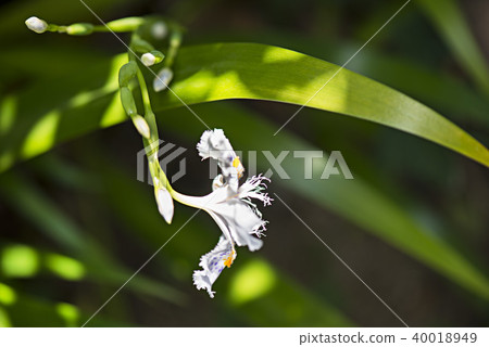 Chaga花的圖像照片 Chaga花的圖像照片 40018949