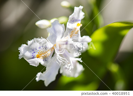 Image photograph of chaga flower Image photograph of chaga flower 40018951
