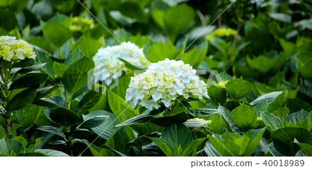 台灣,琉球花,首開,猩紅,繡球,花季 台灣,琉球花,首開,猩紅,繡球,花季 40018989