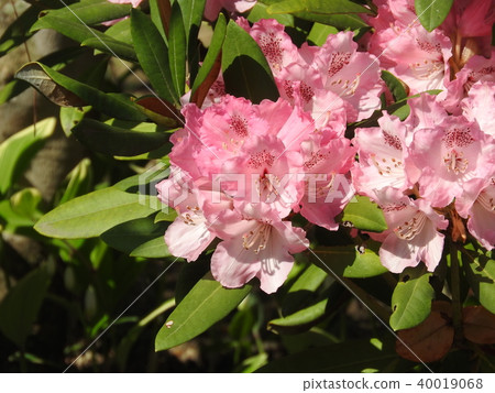 Azalea flower "Shakunage" Azalea flower "Shakunage" 40019068