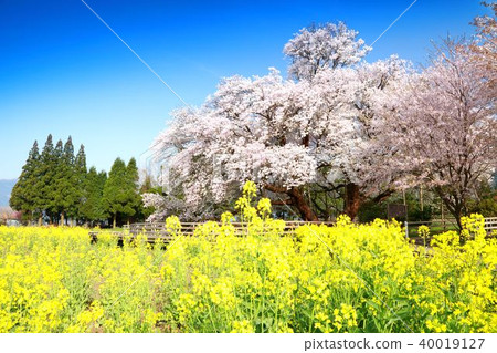 一排櫻桃樹 40019127