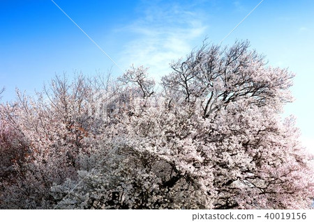 A cherry tree in one row 40019156