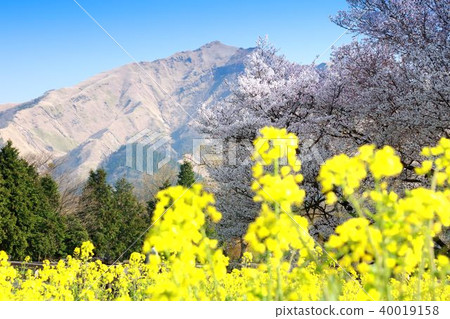 A cherry tree in one row 40019158