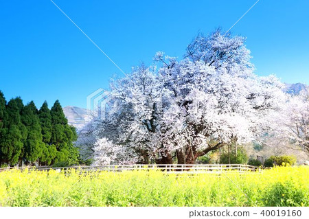 A cherry tree in one row 40019160