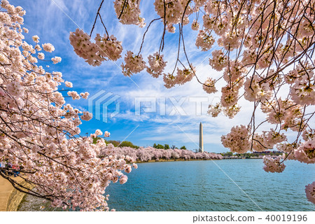 Washington DC in Spring Washington DC in Spring 40019196