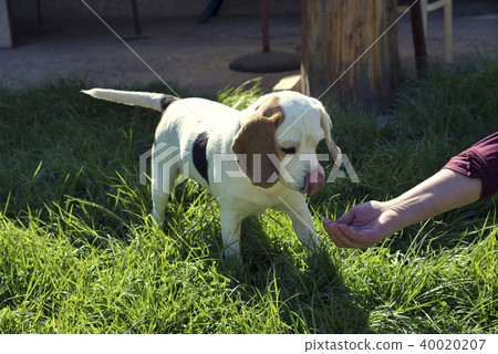 Human hand giving water to a dog Human hand giving water to a dog 40020207