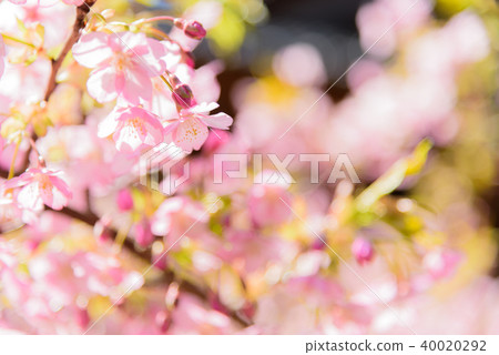 河津櫻花 40020292