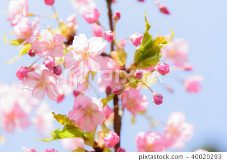 河津櫻花 40020293
