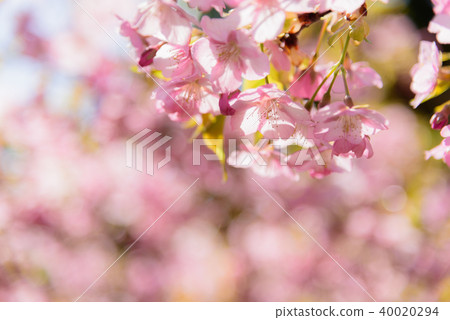 河津櫻花 40020294
