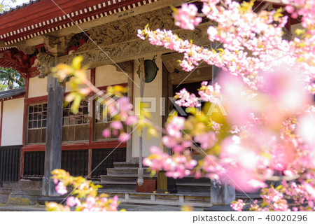 Kawazu cherry tree Kawazu cherry tree 40020296