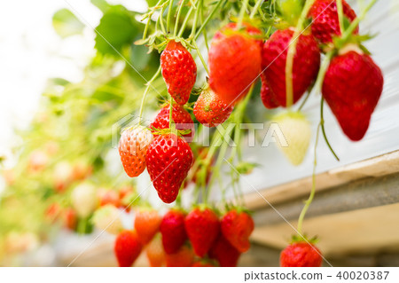 Strawberry picking Strawberry picking 40020387