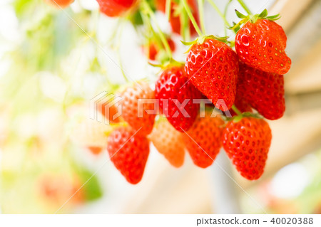 Strawberry picking Strawberry picking 40020388
