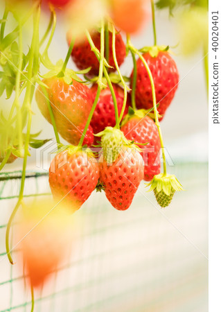 Strawberry picking Strawberry picking 40020401