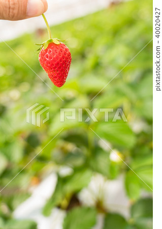 草莓採摘 草莓採摘 40020427