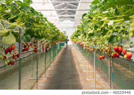 Strawberry picking Strawberry picking 40020446