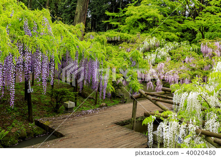 Kasuga Taisha Kashiwa Botanical Garden Kasuga Taisha Kashiwa Botanical Garden 40020480