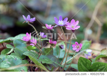 Pink snow grass 40020706