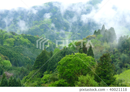 World Heritage Site Kii mountain area after the rain 40021118