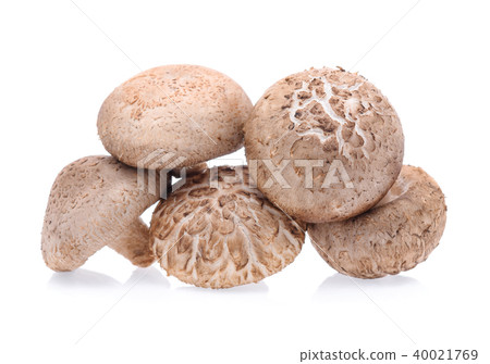 Shiitake Mushrooms isolated on white background Shiitake Mushrooms isolated on white background 40021769