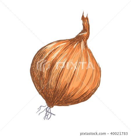 Hand drawn onion over white background Hand drawn onion over white background 40021783