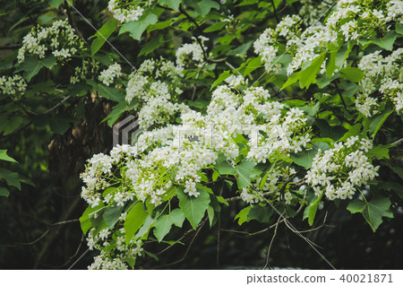 Taiwan, Yuhuahua Park, Ayuhana, Zen Road, April Snow, Fall 40021871