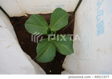 Broad beans 40021977