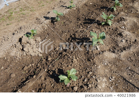 蠶豆 蠶豆 40021986