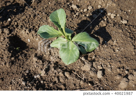 Broad beans Broad beans 40021987