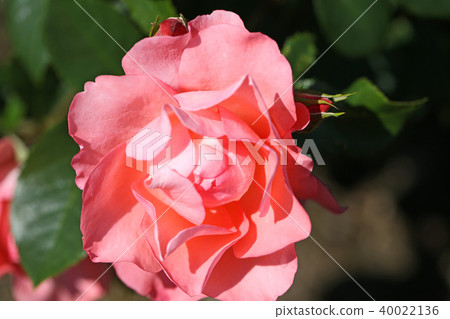 Beautiful salmon pink roses like fluorescent colors 40022136